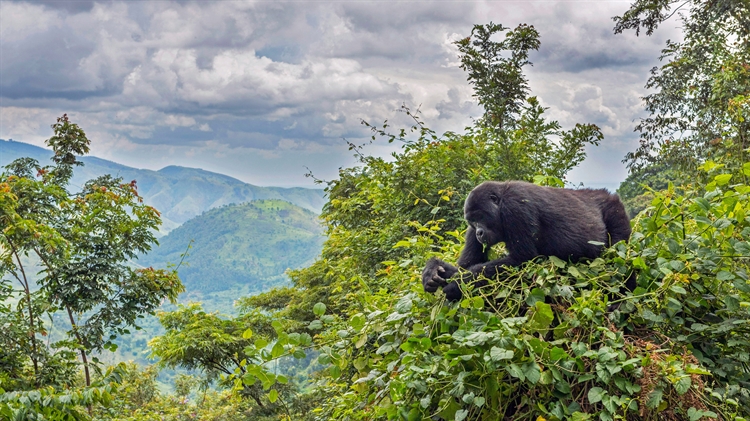 乌干达布恩迪国家公园 ，一只正在树上吃东西的山地大猩猩