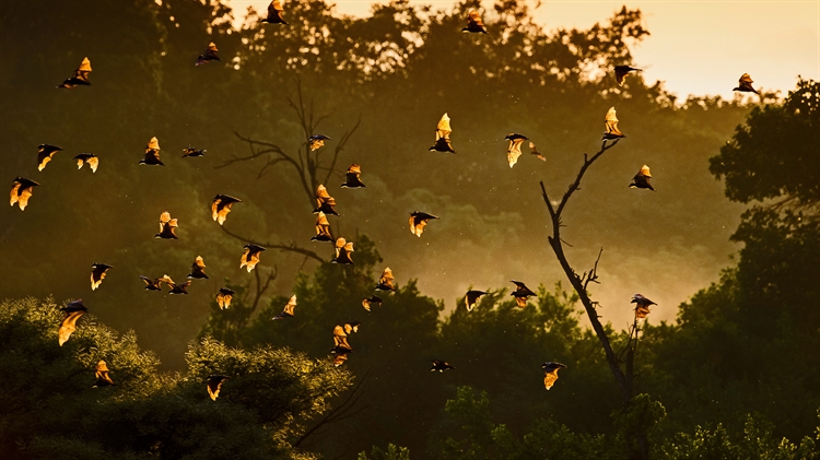 赞比亚 ，卡国家公园的黄毛果蝠