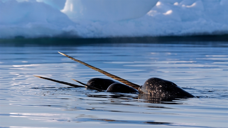 加拿大努纳武特 ，巴芬岛附近的一群独角鲸
