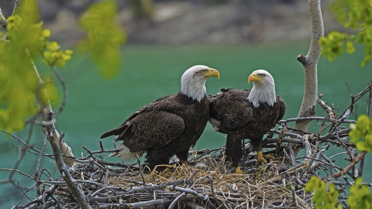 育空河附近巢穴中的一对白头海雕和雏鹰，加拿大育空 