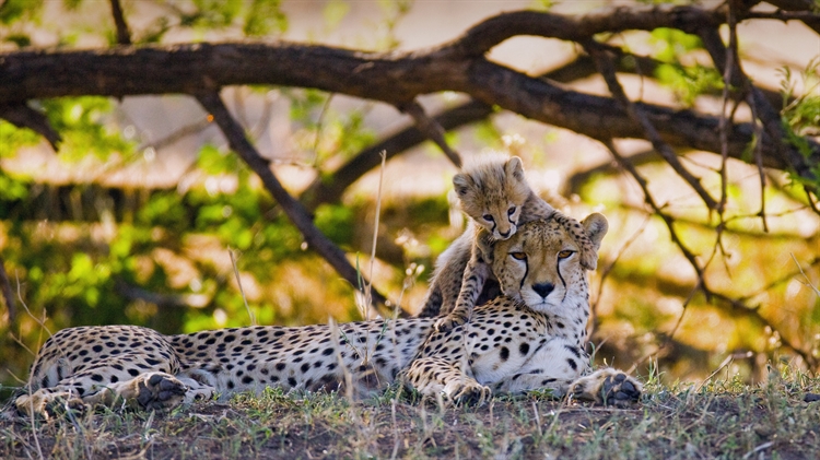 Mother cheetah and her cub in the Maasai Mara nature reserve, Kenya 