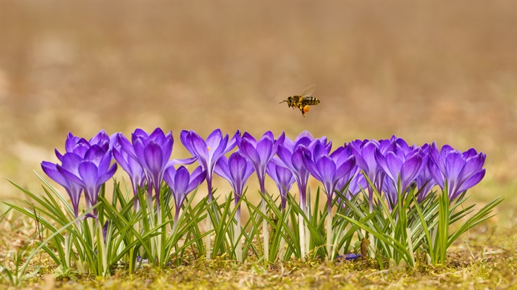 Honeybee flying over crocuses in the Tatra Mountains, Poland 