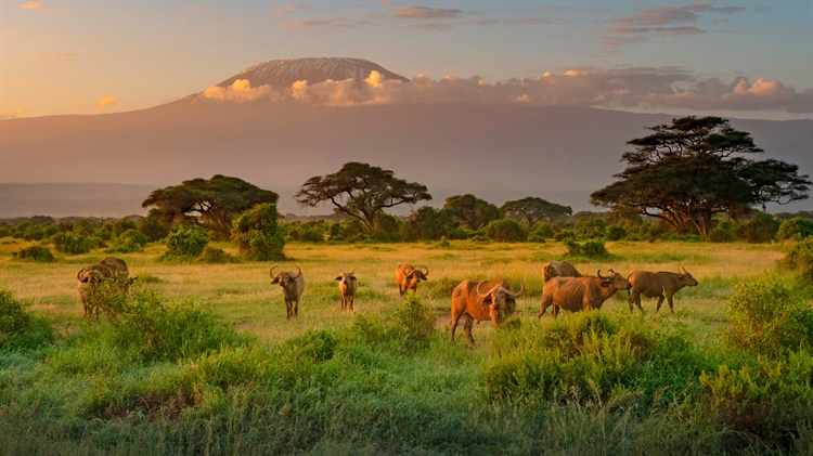 乞力马扎罗山和非洲水牛，肯尼亚 