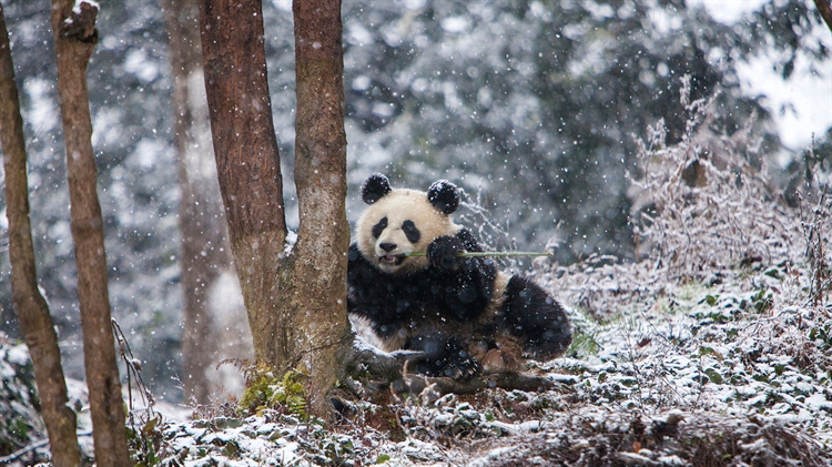 成都大熊猫繁育研究基地，中国 