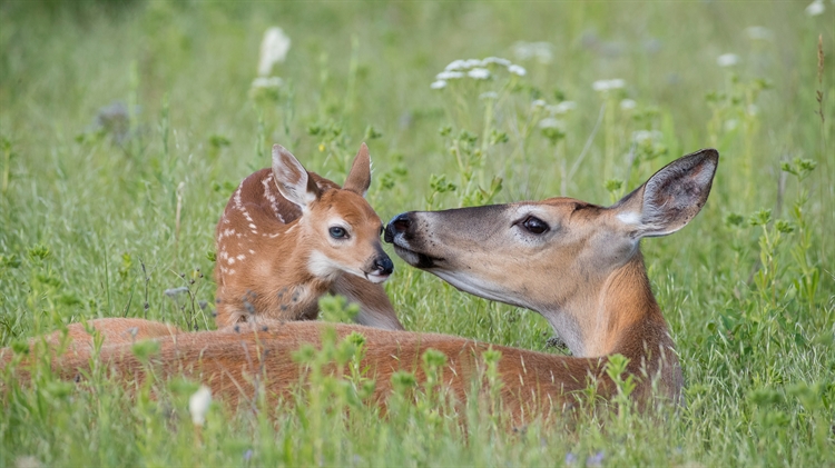白尾鹿母鹿和刚出生的小鹿，美国蒙大拿州 