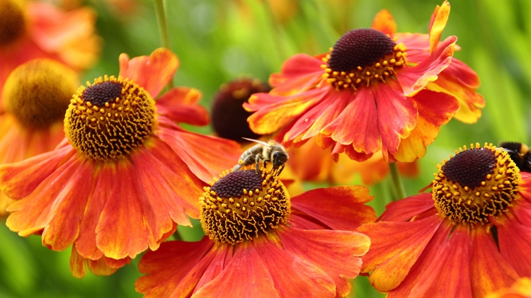 谢菲尔德的欧洲蜜蜂, 英格兰 