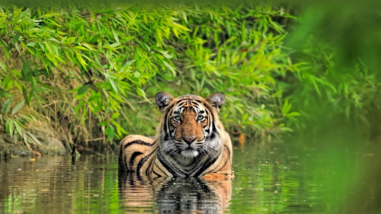 孟加拉虎，兰坦波尔国家公园，印度 