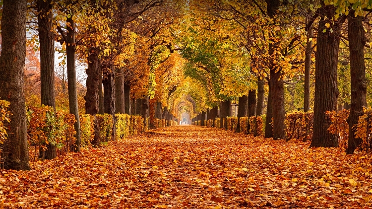 美泉宫公园的秋叶，维也纳，奥地利 