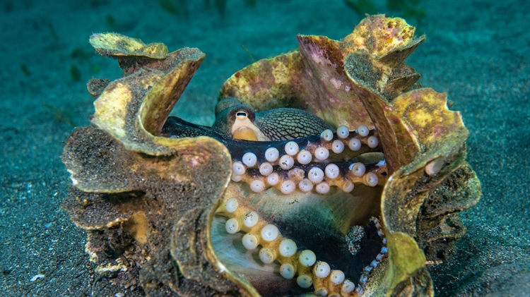 巨型蛤壳中的条纹蛸，苏拉威西海，印度尼西亚 