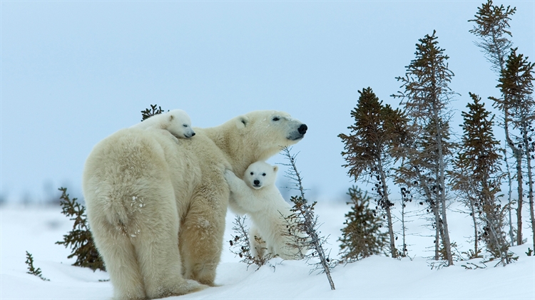 北极熊妈妈和幼崽，丘吉尔城，曼尼托巴省，加拿大 