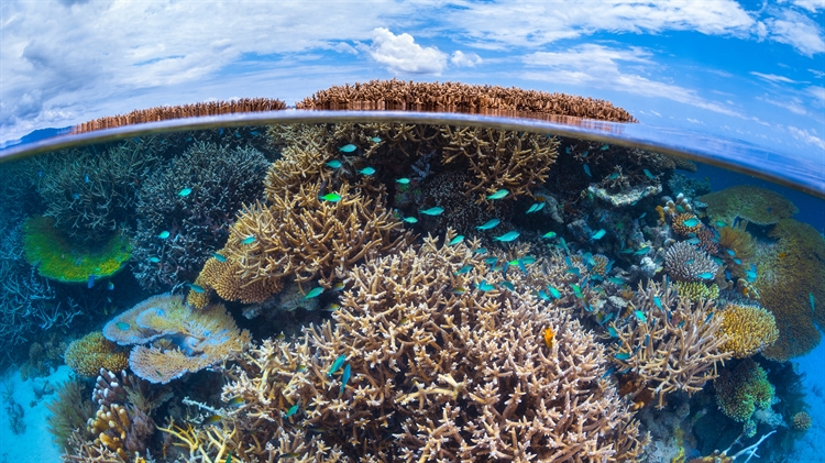 Coral reef in the Indian Ocean, Mayotte, France 